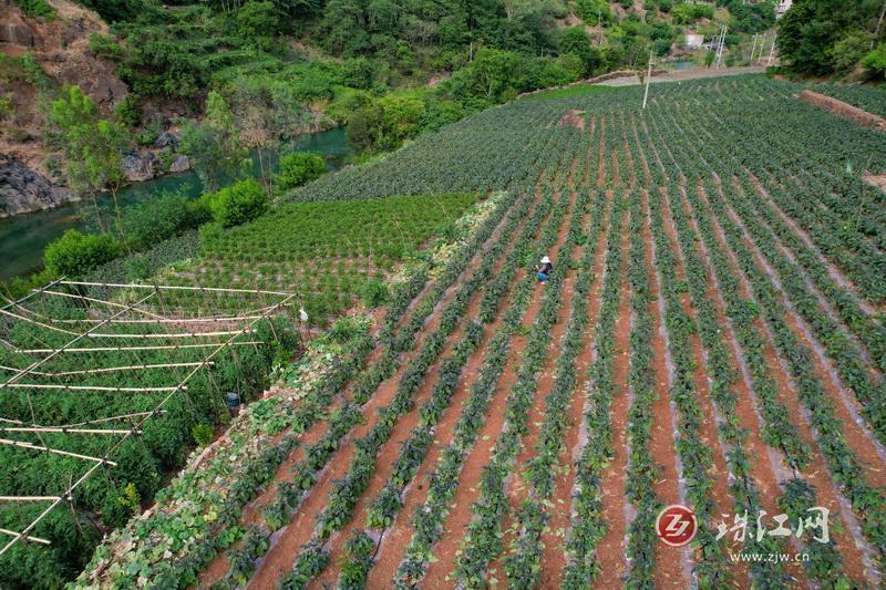 迤车镇冬早蔬菜种植成村民“致富密码”