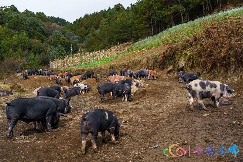 栎果猪、荞面果、大萝卜，龙陵“小香格里拉”产业有特色