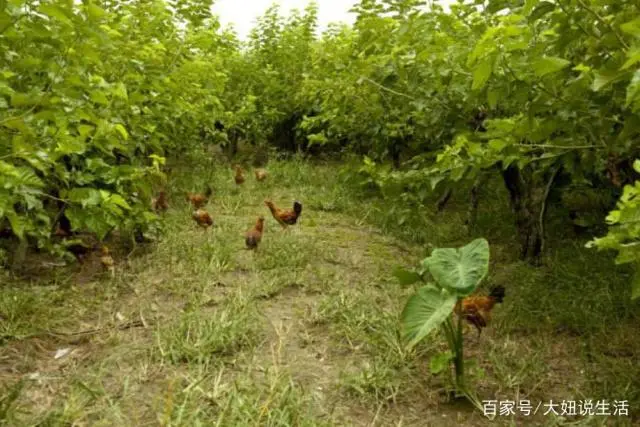 致富种植桑树视频_致富种植桑树图片_桑树种植 致富