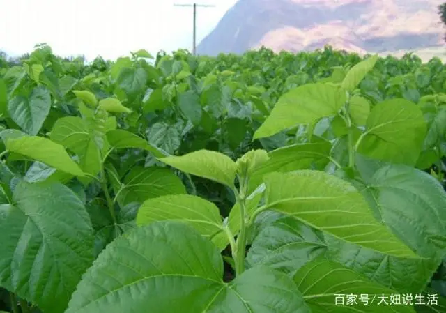 致富种植桑树图片_致富种植桑树视频_桑树种植 致富