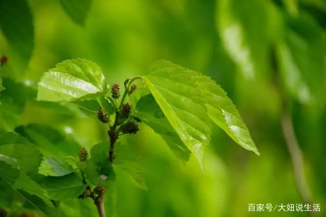 桑树种植 致富_致富种植桑树视频_致富种植桑树图片