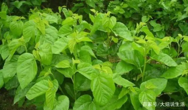 桑树种植 致富_致富种植桑树视频_致富种植桑树图片