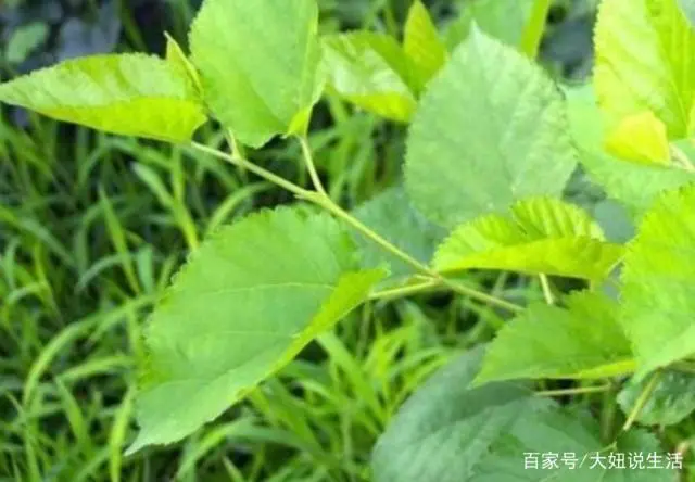 桑树种植 致富_致富种植桑树视频_致富种植桑树图片