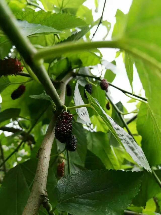 桑树种植 致富_致富种植桑树视频_致富种植桑树图片