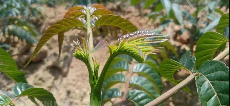 致富种植香椿视频_种植香椿能赚钱吗_种植香椿致富