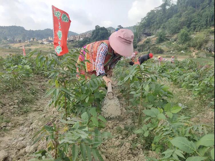 种植香椿致富_种植香椿能赚钱吗_致富种植香椿视频