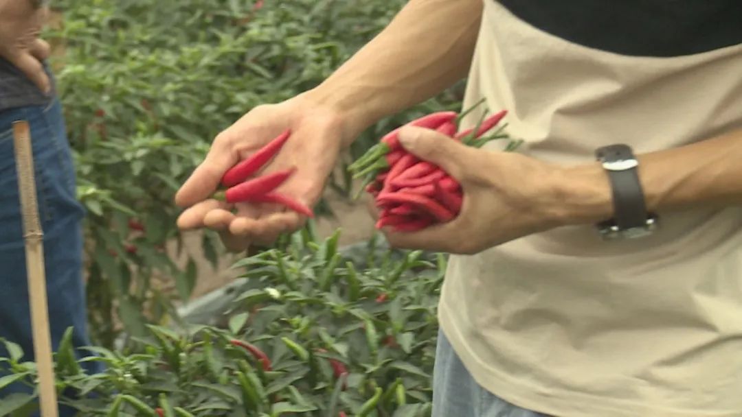 致富种植视频全集_致富经农村种植_种植致富路