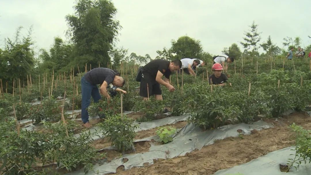 致富种植视频全集_致富经农村种植_种植致富路