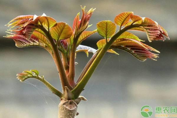 致富种植香椿视频_种植香椿致富_致富种植香椿图片