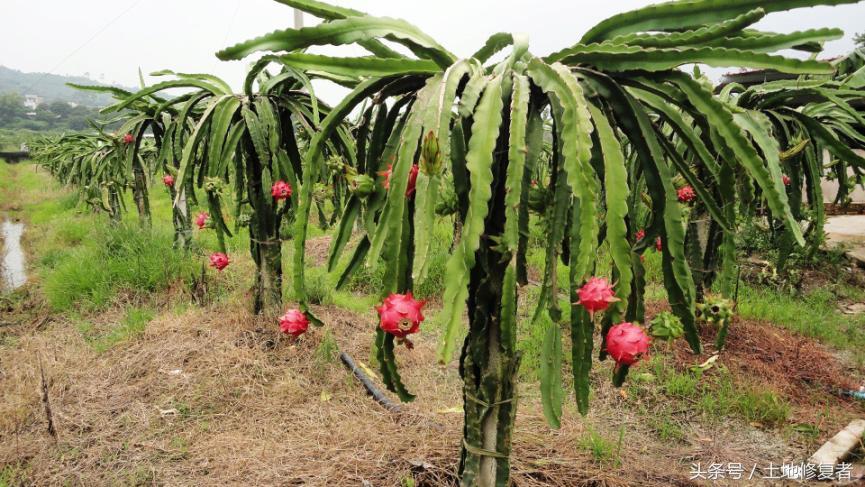 农业种植水果致富项目_致富经种植水果_致富水果种植方法