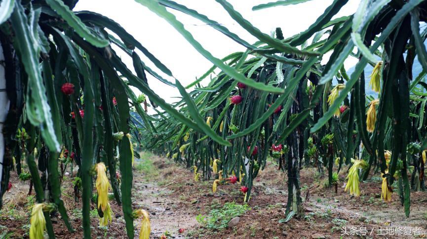 农业种植水果致富项目_致富经种植水果_致富水果种植方法