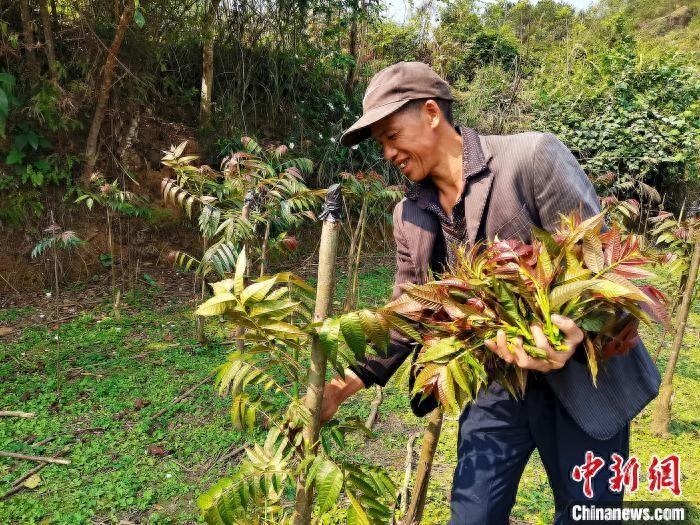 广西靖西：“树上蔬菜”冒新芽 “椿”意盎然助增收