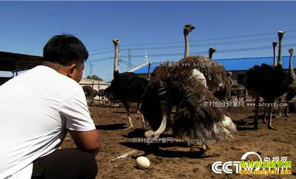 致富经：内蒙古乌兰浩特刘蒙养殖鸵鸟年销八百万元