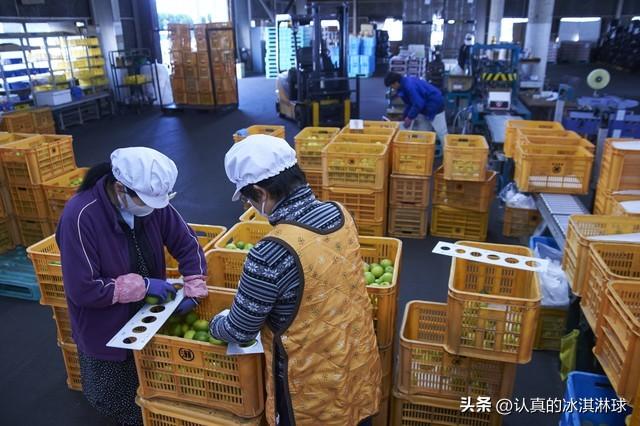 致富经安庆野猪养殖_安庆养猪企业_安徽野猪养殖基地