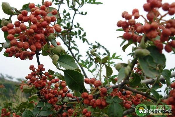 花椒种植技术大全_花椒种植技术和管理方法_花椒的种植技术