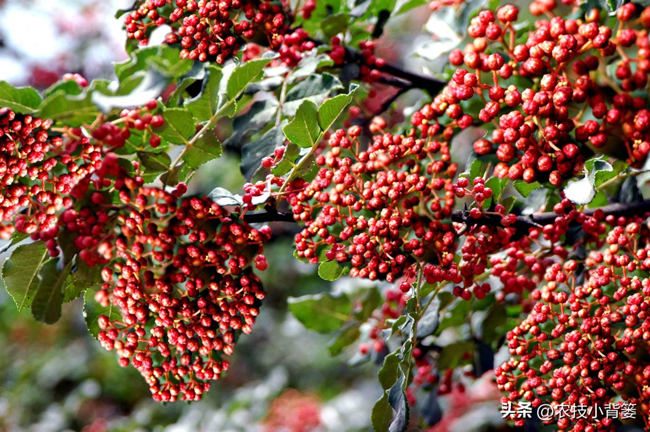 怎样才能种植出好花椒？花椒怎样采种、播种、育苗、定干？