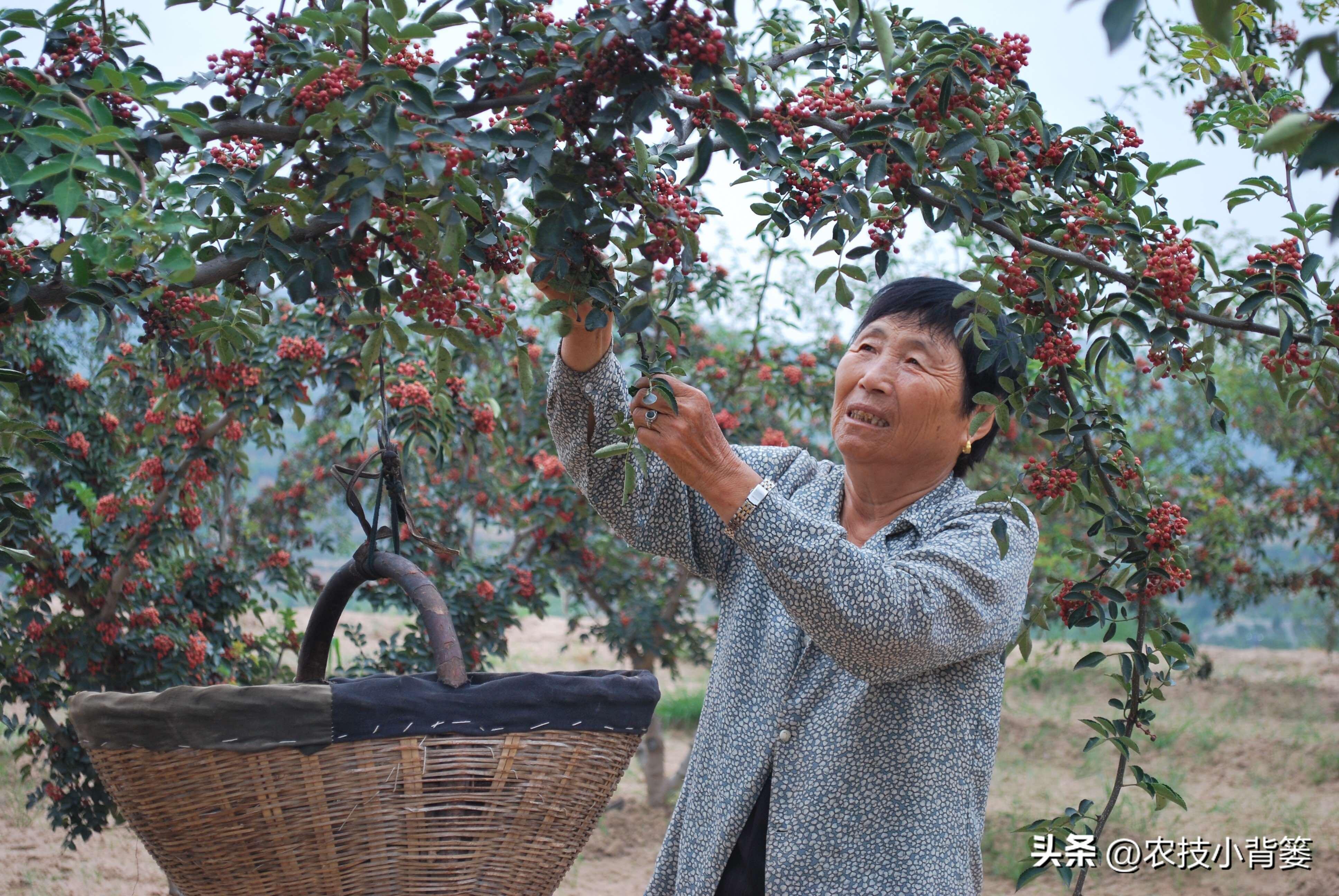 花椒种植技术及管理_花椒的种植技术_花椒种植技术视频