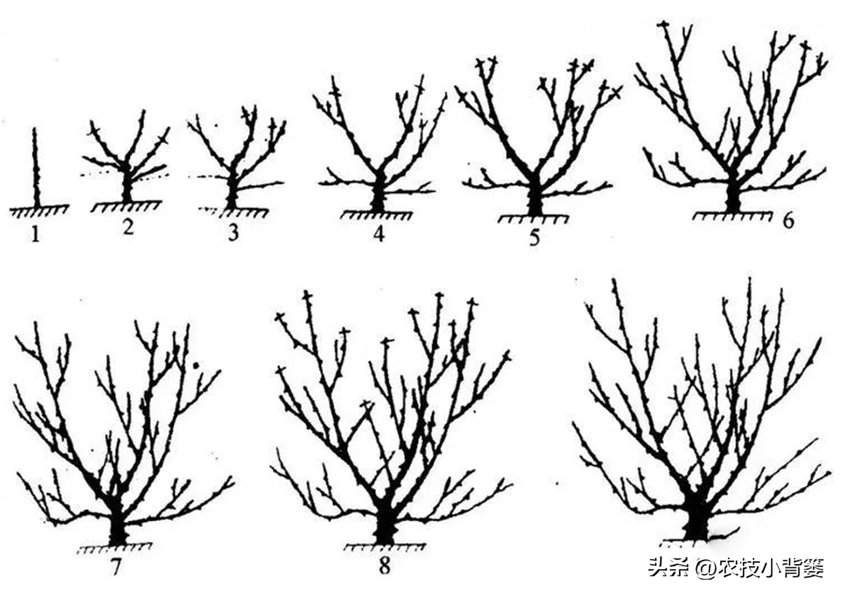 花椒种植技术及管理_花椒的种植技术_花椒种植技术视频