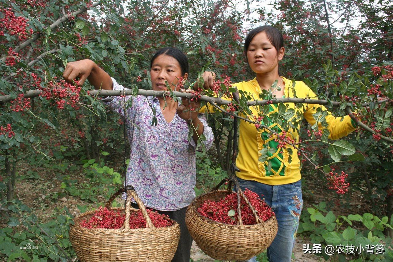 花椒的种植技术_花椒种植技术视频_花椒种植技术及管理