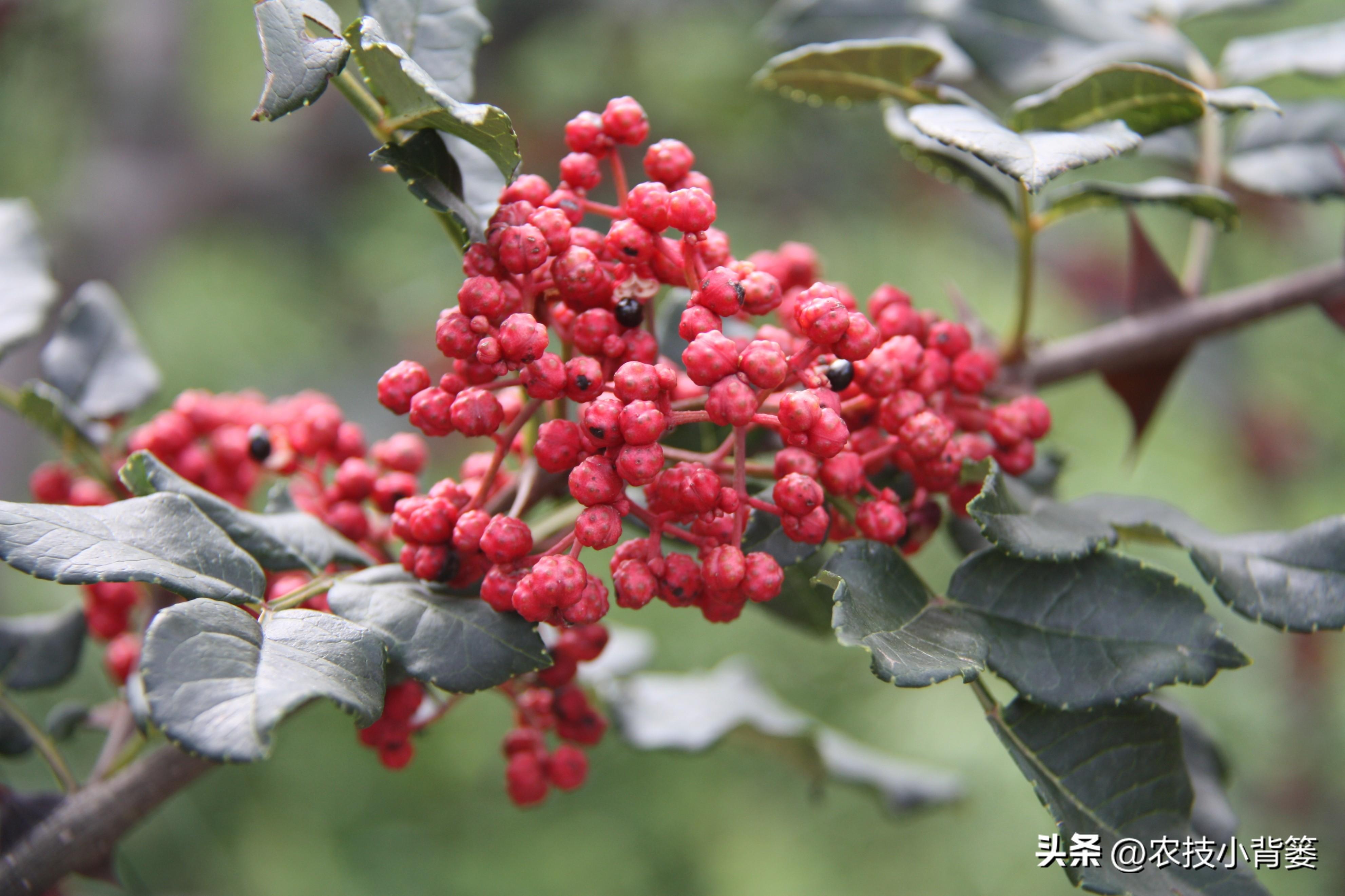 花椒的种植技术_花椒种植技术及管理_花椒种植技术视频