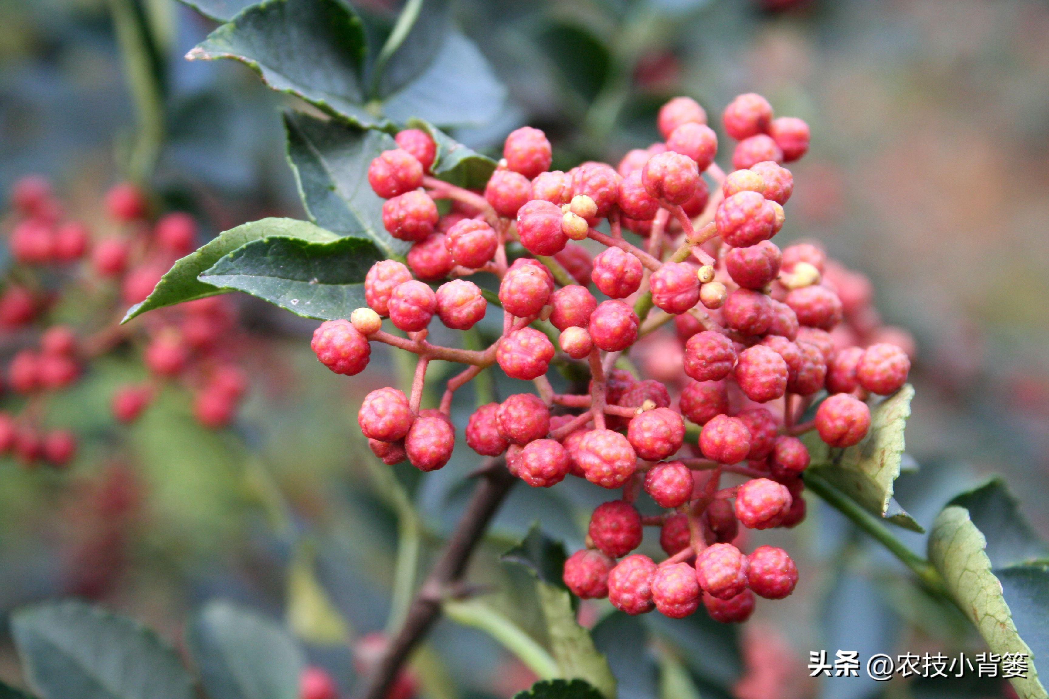 花椒种植技术及管理_花椒种植技术视频_花椒的种植技术