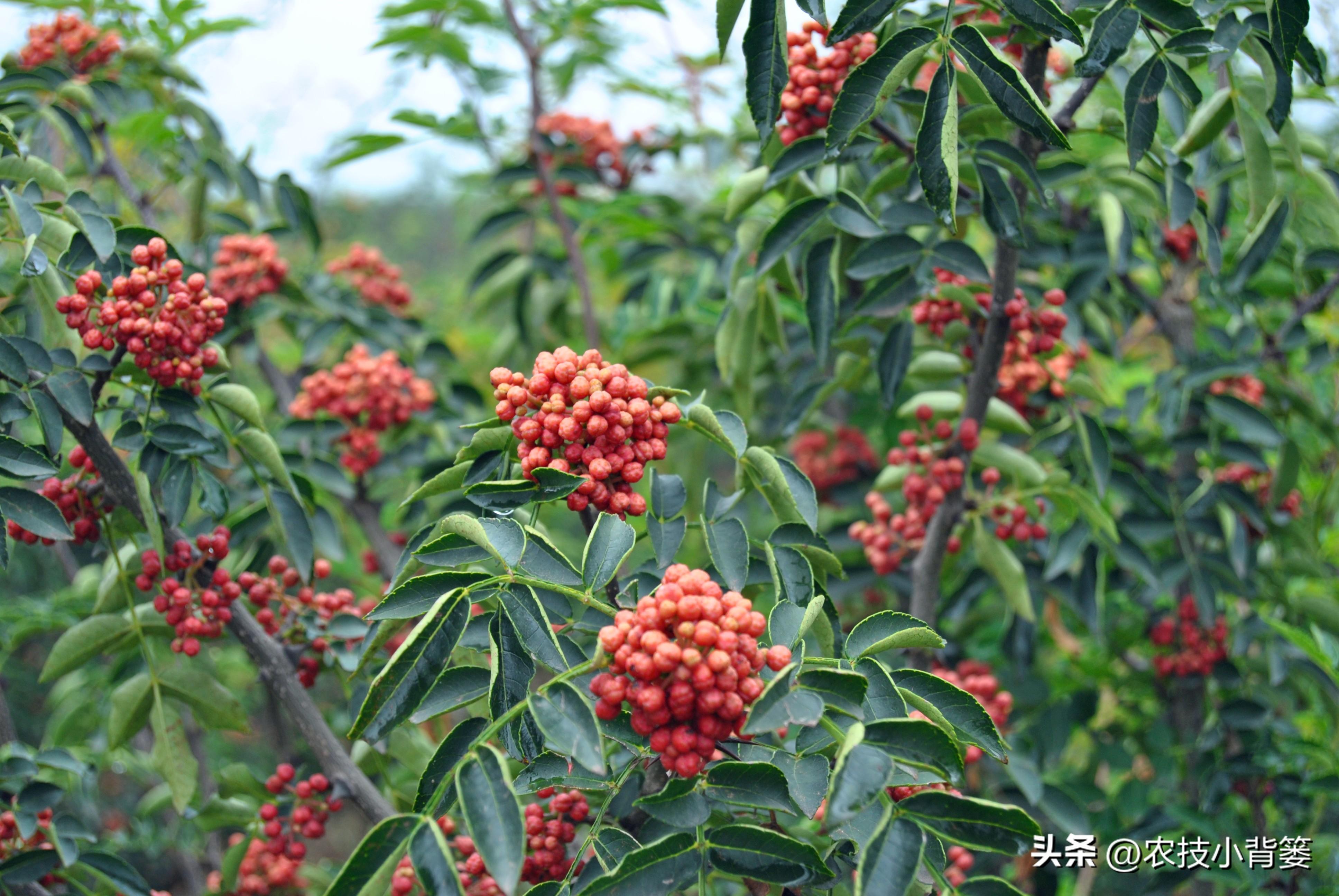 花椒种植技术及管理_花椒种植技术视频_花椒的种植技术