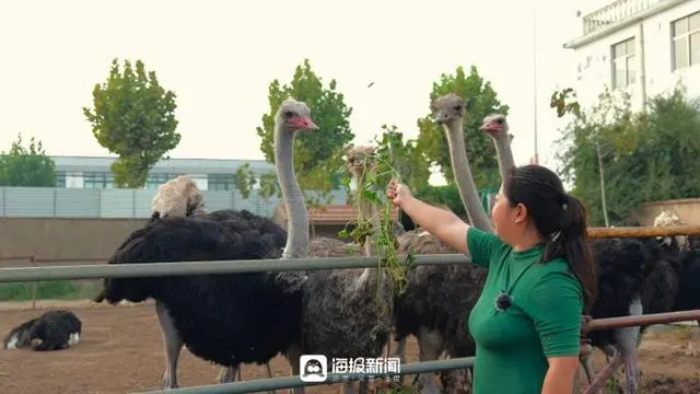 广东鸵鸟养殖场_致富经鸵鸟养殖广东刘学强_广东鸵鸟养殖加盟