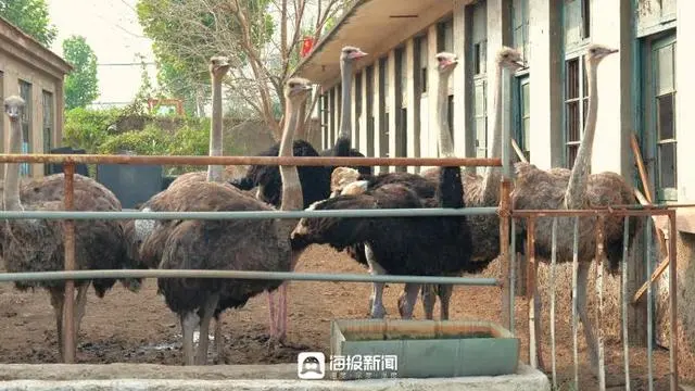 广东鸵鸟养殖场_广东鸵鸟养殖加盟_致富经鸵鸟养殖广东刘学强