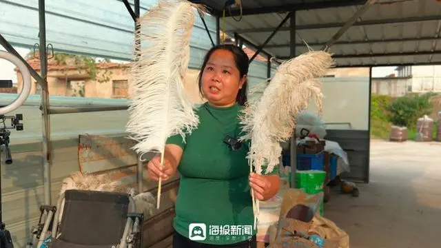 致富经鸵鸟养殖广东刘学强_广东鸵鸟养殖场_广东鸵鸟养殖加盟