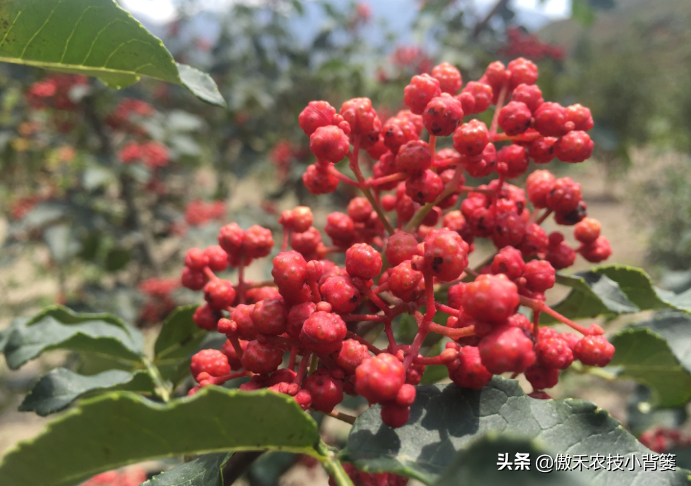 花椒种植技术及管理_花椒种植技术大全_花椒的种植技术