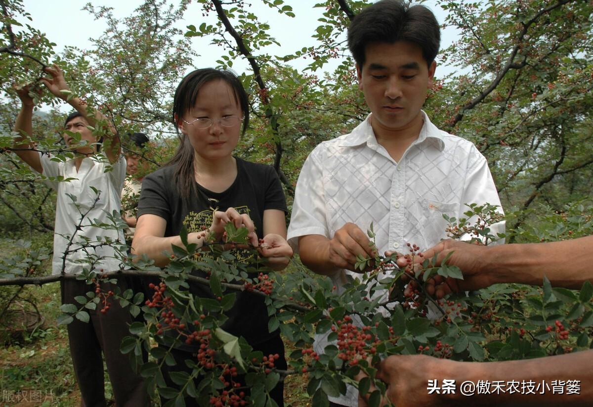 花椒种植技术大全_花椒的种植技术_花椒种植技术及管理