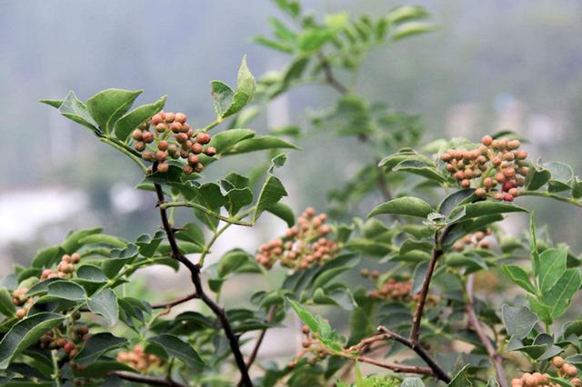 花椒树种植技术3要点，让您种植花椒不再难