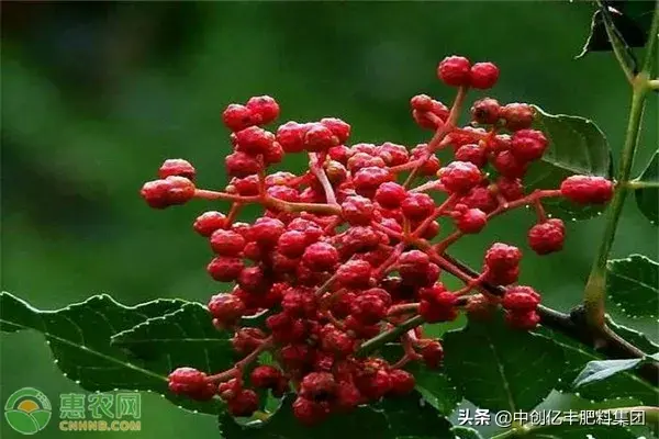 花椒种植技术大全_花椒种植技术和管理方法_花椒的种植技术