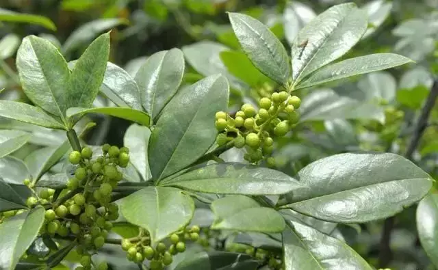 花椒的种植技术_花椒种植技术大全_花椒种植技术视频