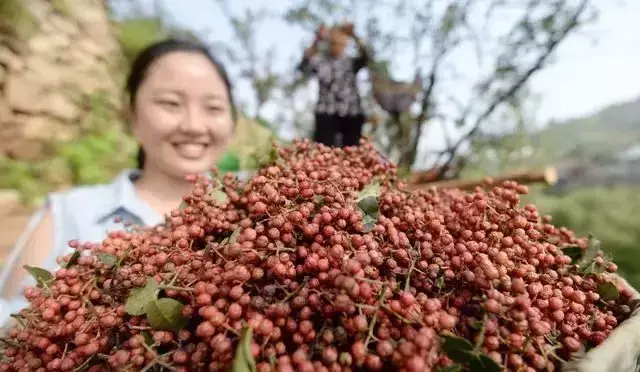 花椒种植技术大全_花椒的种植技术_花椒种植技术视频