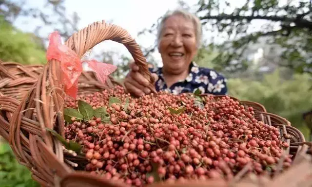 花椒种植技术大全_花椒种植技术视频_花椒的种植技术