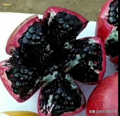 致富石榴南方种植怎么样_石榴南方种哪个品种_南方种植石榴致富