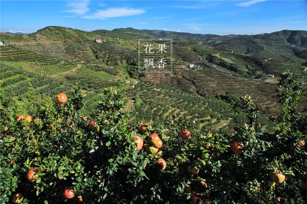 致富石榴南方种植可以吗_南方种植石榴致富_南方种植石榴树品种哪种好