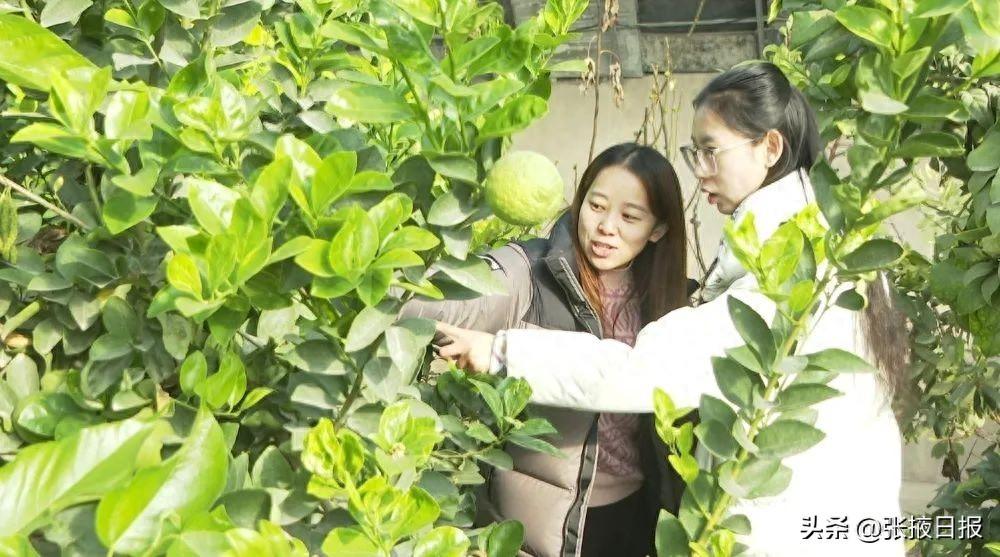 甘州：“南果北种”走出致富新路子