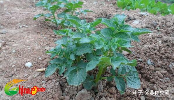 土豆几月份种怎么种_土豆几月份种植技术_土豆种植季节