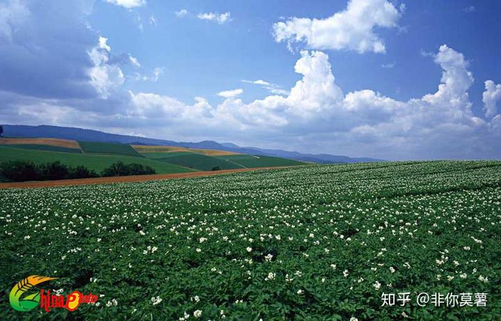 土豆几月份种怎么种_土豆几月份种植技术_土豆种植季节