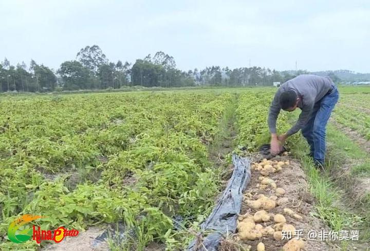 土豆几月份种怎么种_土豆几月份种植技术_土豆种植季节