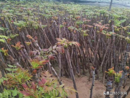 种植香椿的前景_致富种植香椿图片_种植香椿致富