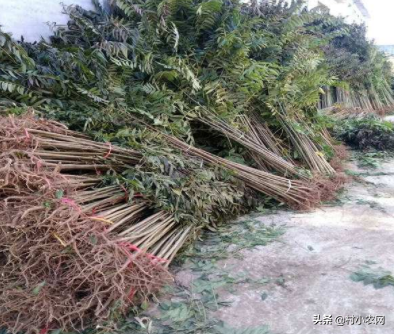 种植香椿致富_致富种植香椿图片_种植香椿的前景