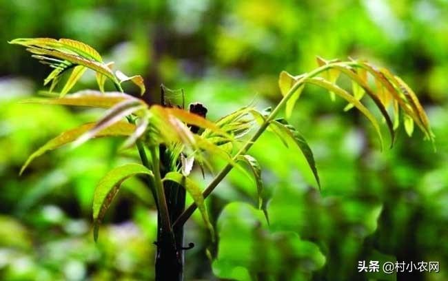 致富种植香椿图片_种植香椿的前景_种植香椿致富