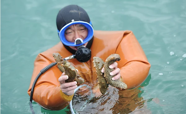 海胆人工养殖_海胆养殖技术视频_海胆养殖场