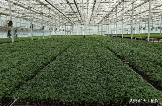 温室种植简报_温室种植什么前景最好_农业温室种植致富项目汇报