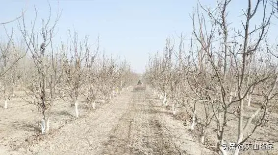 温室种植什么前景最好_农业温室种植致富项目汇报_温室种植简报