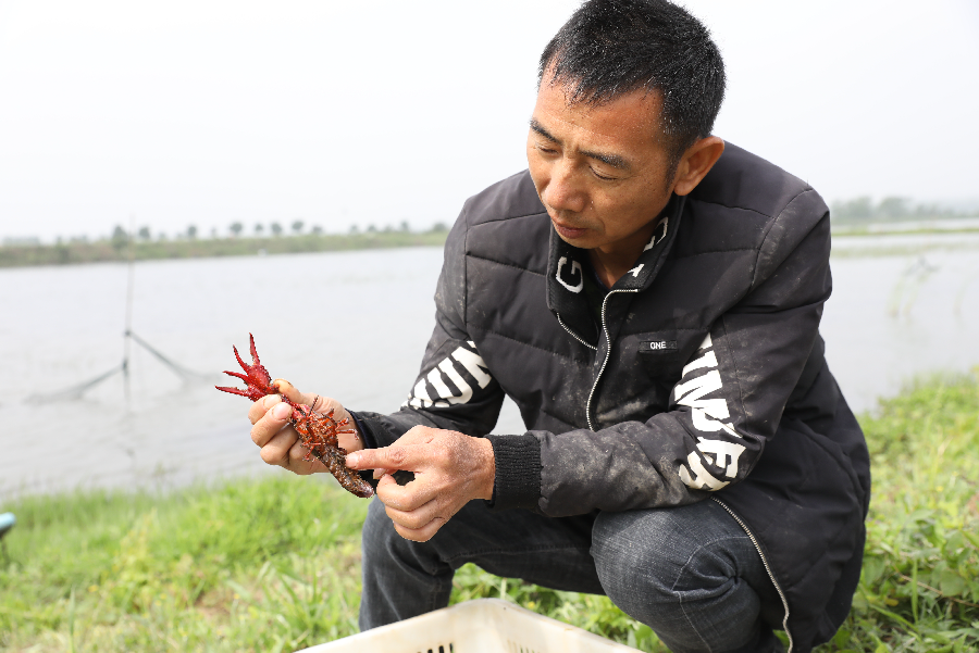 致富经河虾养殖_致富经养虾_养殖致富虾