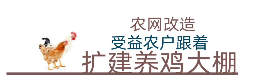 致富养殖项目_致富项目养鸡_农村致富网养殖业养鸡